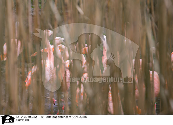 Flamingos / Flamingos / AVD-05282