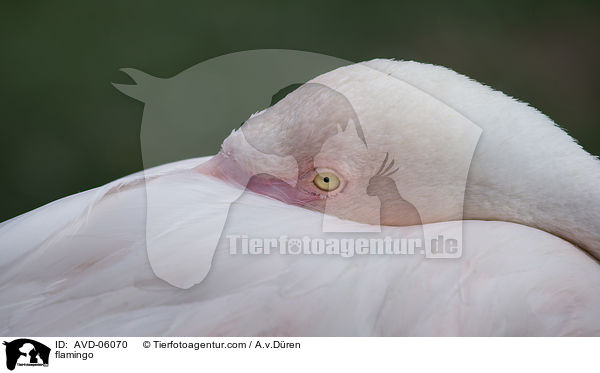 Flamingo / flamingo / AVD-06070