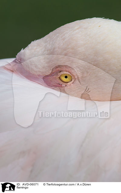 Flamingo / flamingo / AVD-06071
