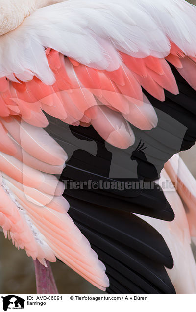 Flamingo / flamingo / AVD-06091