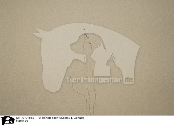 Flamingo / Flamingo / IG-01862