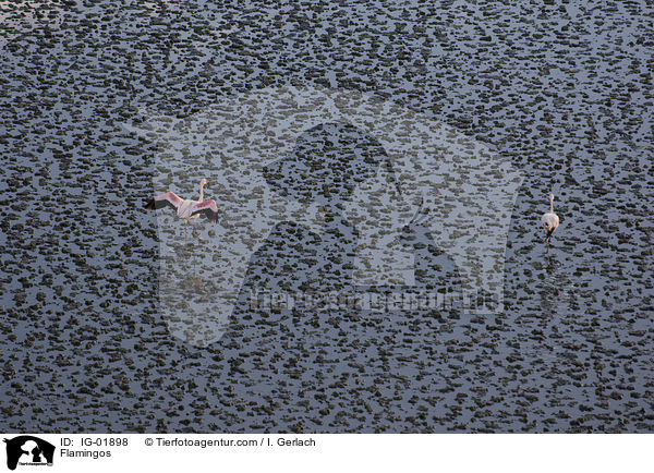 Flamingos / Flamingos / IG-01898