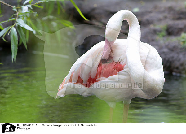 Flamingo / HS-01201