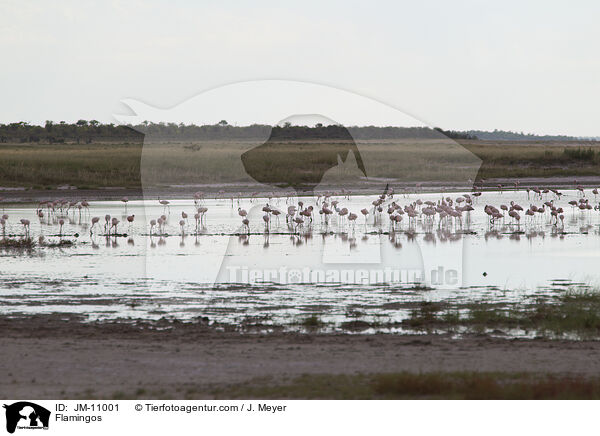 Flamingos / JM-11001
