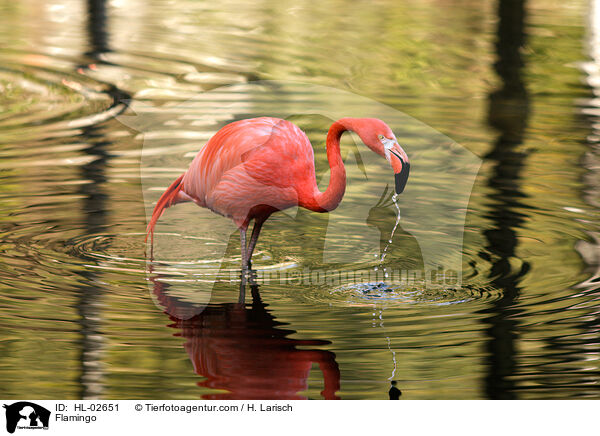 Flamingo / HL-02651