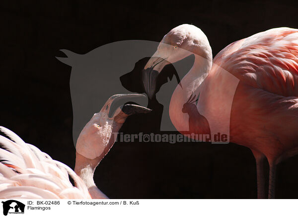 Flamingos / BK-02486
