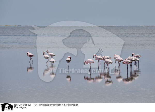 Flamingos / Flamingos / JR-06532