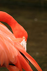 Flamingo Portrait