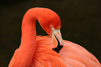 Flamingo Portrait