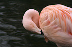 red Flamingo