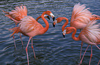 greater flamingo