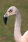 Flamingo Portrait