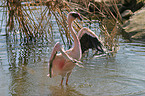 bathing Flamingo