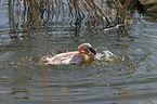 bathing Flamingo