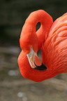 Red Flamingo