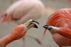 Flamingos