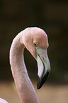 Flamingo Portrait