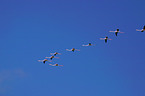 flying flamingos