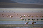 Flamingos