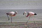 Flamingos