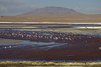 Flamingos