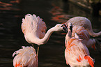 Flamingos