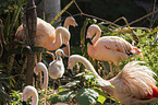 Flamingos