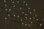 flying Flamingos