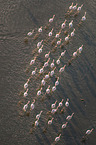 Flamingos