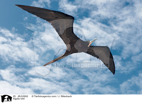 Fregattvogel / frigate bird / JR-02682