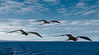 frigate birds