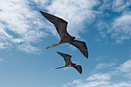 frigate birds