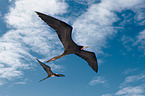 frigate birds