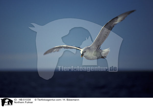 Eissturmvogel / Northern Fulmar / HB-01038