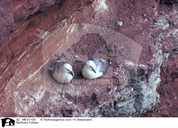 Eissturmvgel / Northern Fulmar / HB-01100