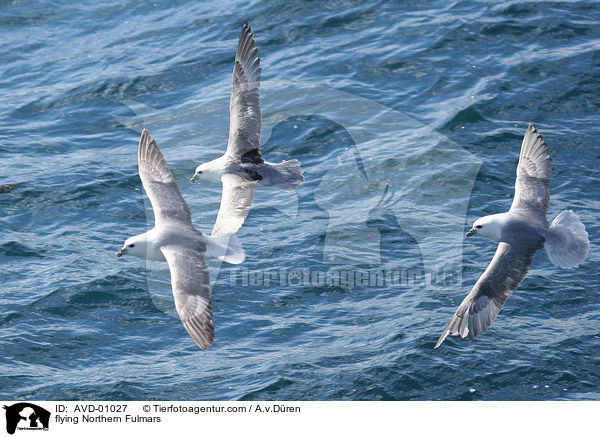 fliegende Eissturmvgel / flying Northern Fulmars / AVD-01027