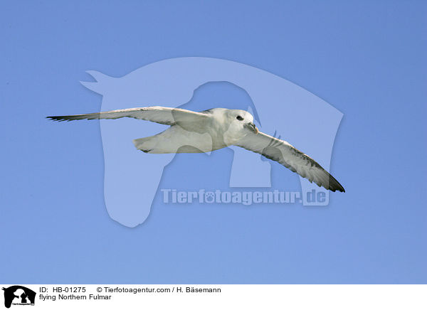 flying Northern Fulmar / HB-01275