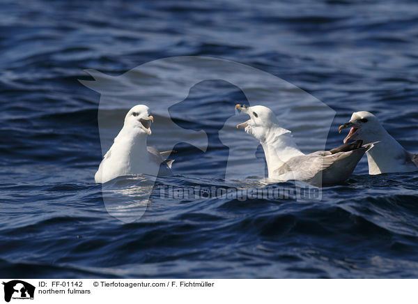 Eissturmv�gel / northern fulmars / FF-01142