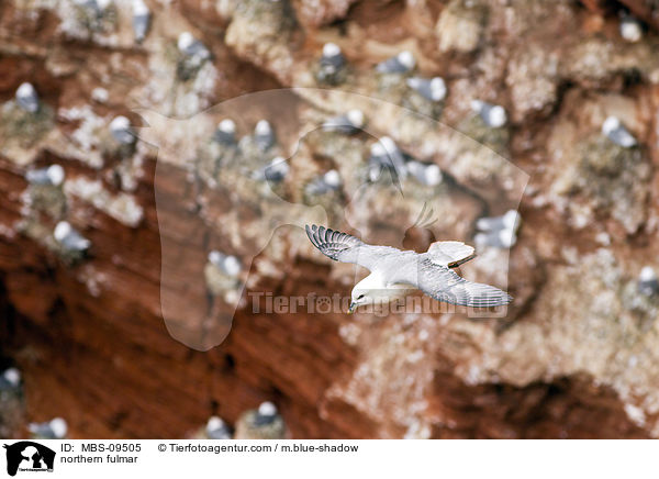 Eissturmvogel / northern fulmar / MBS-09505