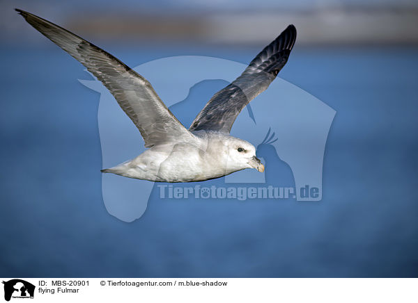 fliegender Eissturmvogel / flying Fulmar / MBS-20901