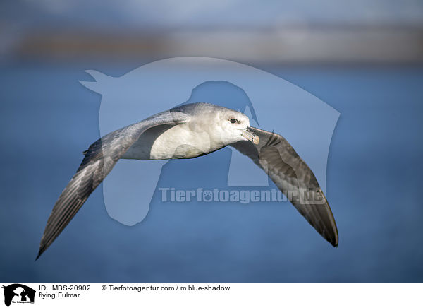 fliegender Eissturmvogel / flying Fulmar / MBS-20902