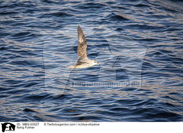 fliegender Eissturmvogel / flying Fulmar / MBS-20927