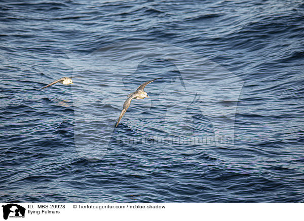 fliegende Eissturmvgel / flying Fulmars / MBS-20928