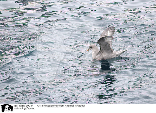 schwimmender Eissturmvogel / swimming Fulmar / MBS-20934