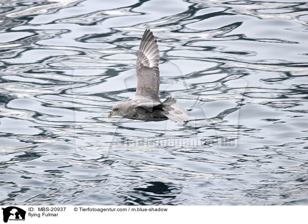 fliegender Eissturmvogel / flying Fulmar / MBS-20937