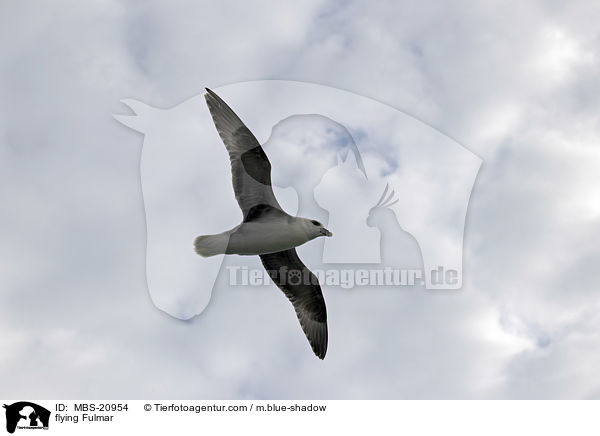 fliegender Eissturmvogel / flying Fulmar / MBS-20954