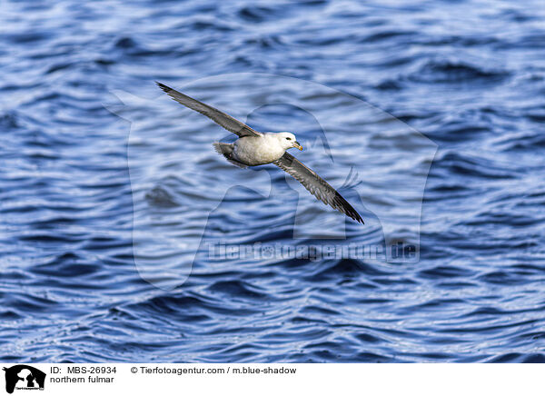 Eissturmvogel / northern fulmar / MBS-26934