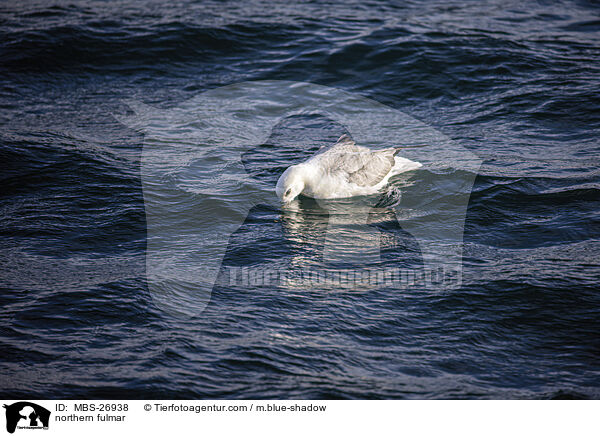 Eissturmvogel / northern fulmar / MBS-26938