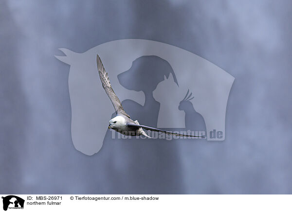 Eissturmvogel / northern fulmar / MBS-26971