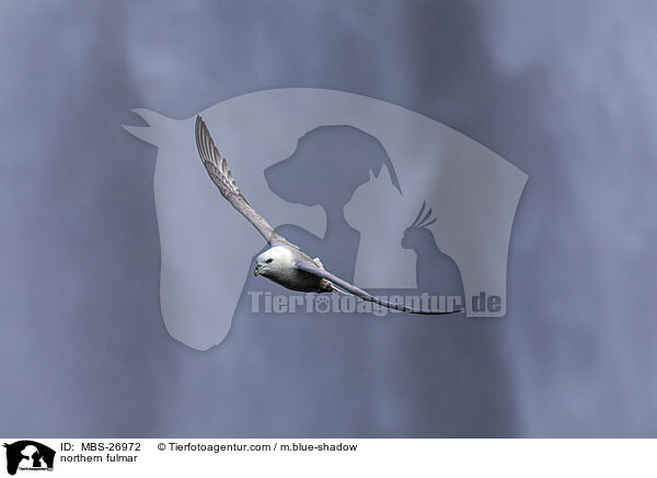 Eissturmvogel / northern fulmar / MBS-26972